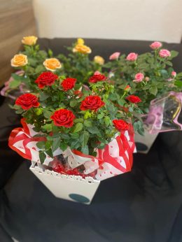 floricultura bebel (12)